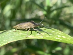 Hypselonotini
