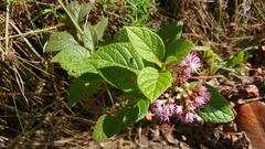 Cyrtocymura scorpioides