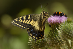 Papilio hospiton