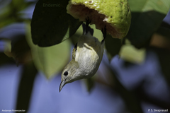 Andaman Flowerpecker photo 4