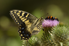 Papilio hospiton