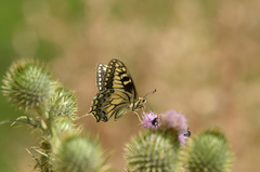 Papilio hospiton