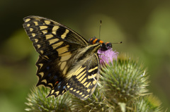 Papilio hospiton