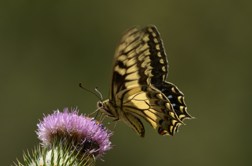 コルシカキアゲハ コルシカキアゲハ (Papilio hospiton) · iNaturalist