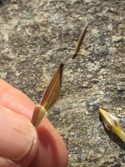 Cordylanthus tenuis brunneus