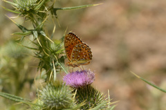 Argynnis elisa