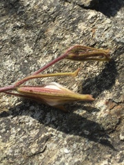 Cordylanthus tenuis brunneus