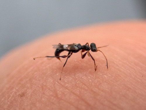 Neodryinus observed 2024-10-06