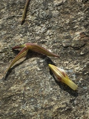 Cordylanthus tenuis brunneus