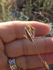 Cordylanthus tenuis brunneus