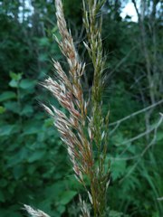 Trisetum sibiricum