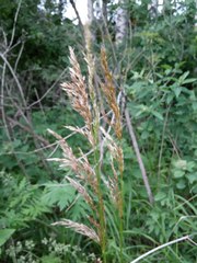 Trisetum sibiricum