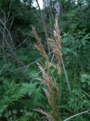 Trisetum sibiricum