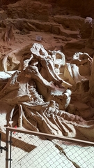 Mammuthus