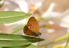 Coenonympha corinna