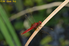 Crocothemis servilia mariannae