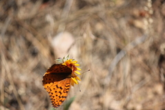 Speyeria coronis
