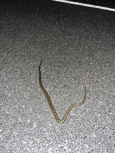 Coastal Carpet Python sighting