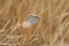 Plebejus argus corsicus
