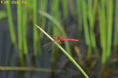 Crocothemis servilia mariannae