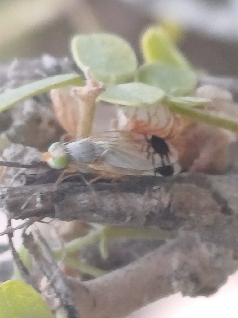Trupanea thuriferae