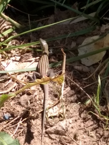 Plateau Striped Whiptail