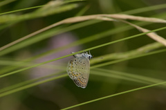 Plebejus bellieri