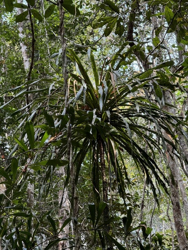 Dracaena xiphophylla, photograph 3