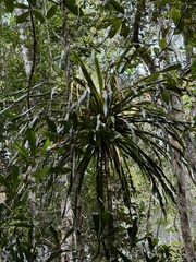 Dracaena xiphophylla, photograph (c) chrisdt, some rights reserved (CC BY)