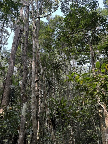 Dracaena xiphophylla, photograph 4
