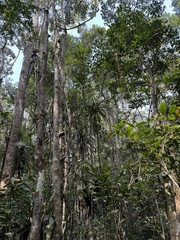 Dracaena xiphophylla, photograph (c) chrisdt, some rights reserved (CC BY)