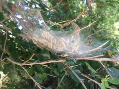 Aleiodes malacosomatos