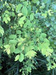 Phyllantheae