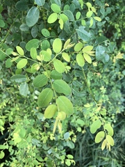 Phyllantheae