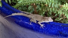 Anolis cristatellus
