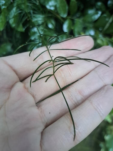 Image of Chinese asparagus by (c) vrxz, some rights reserved (CC BY-SA)