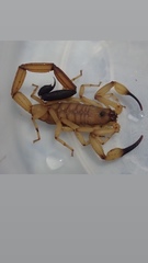 Centruroides limbatus