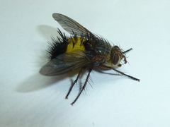 Xanthoepalpus bicolor