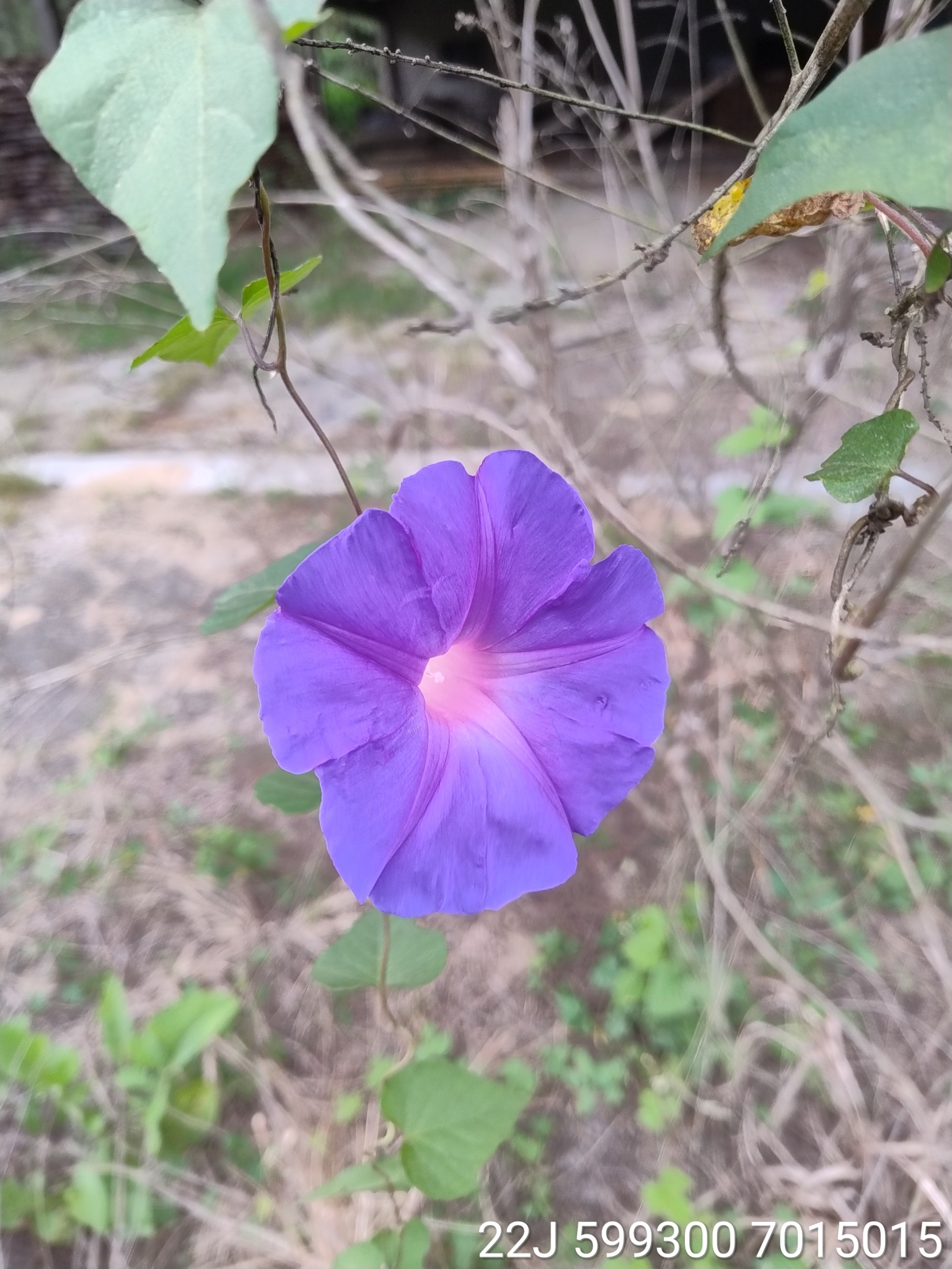 Ipomoea indica