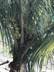 Cocos nucifera