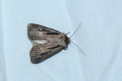 Agrotis volubilis