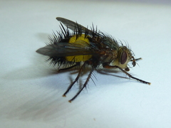 Xanthoepalpus bicolor