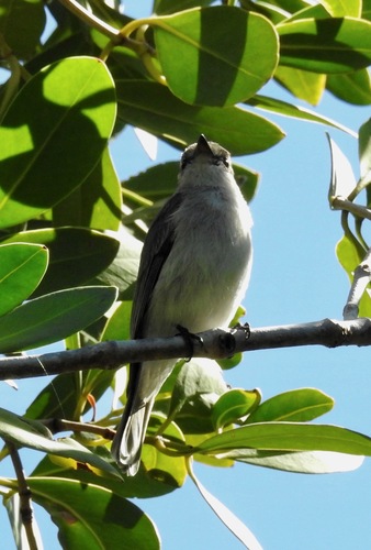 Microeca flavigaster