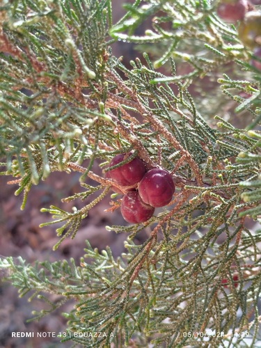 Mediterranean juniper