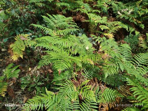 Pteridium aquilinum aquilinum