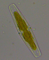 Navicula oblonga