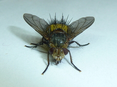 Xanthoepalpus bicolor