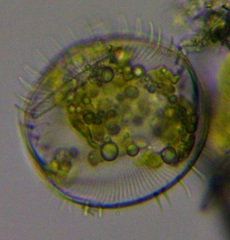 Coscinodiscophycidae