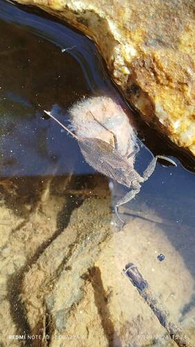 Eurasian Water Scorpion