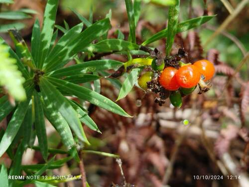 Flax-leaved Daphne